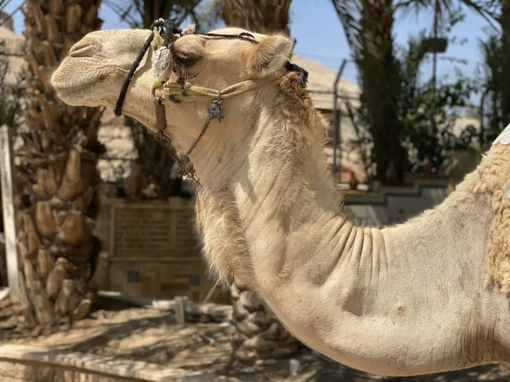 Tête de dromadaire. Jéricho Juillet 2021